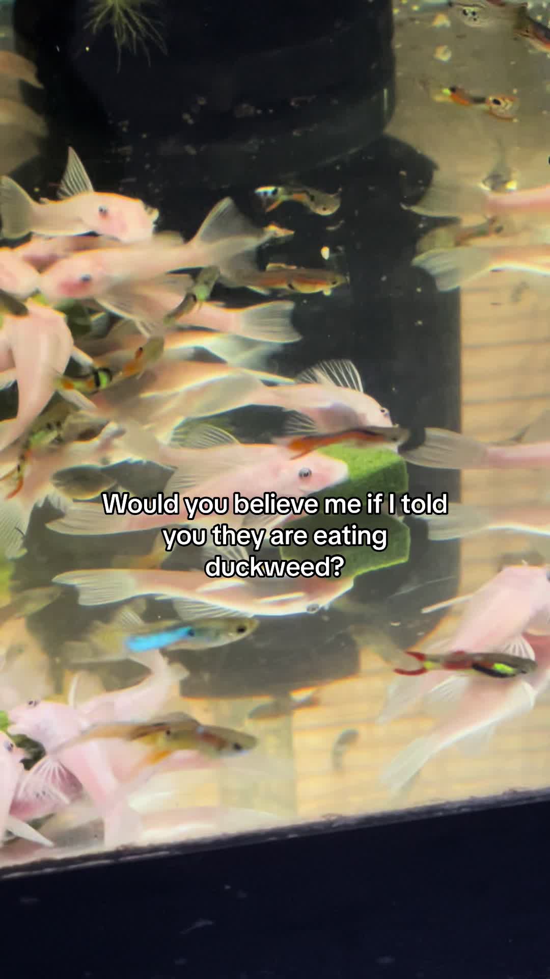 @MG Aquatics LLC