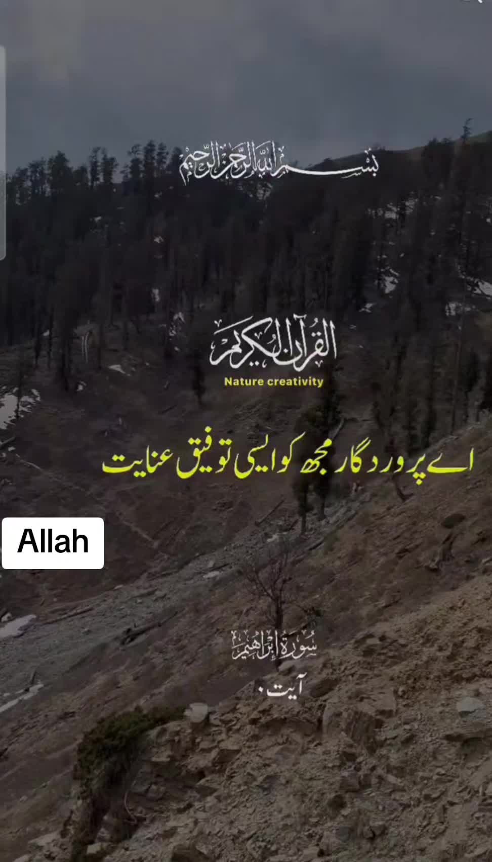 @Syeda Mujahid