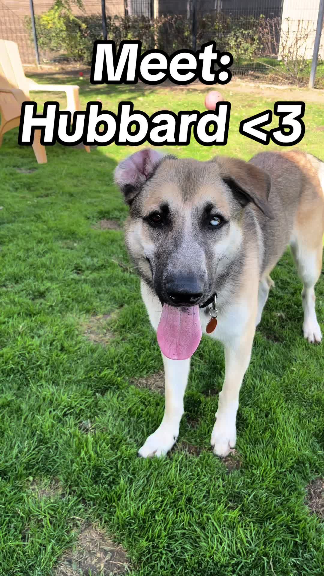 @OC Animal Shelter