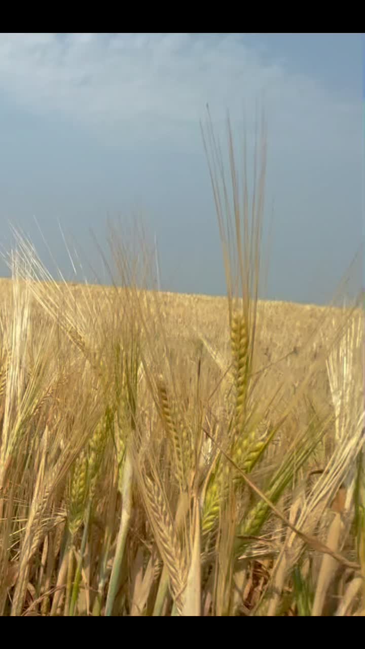 @seednetca