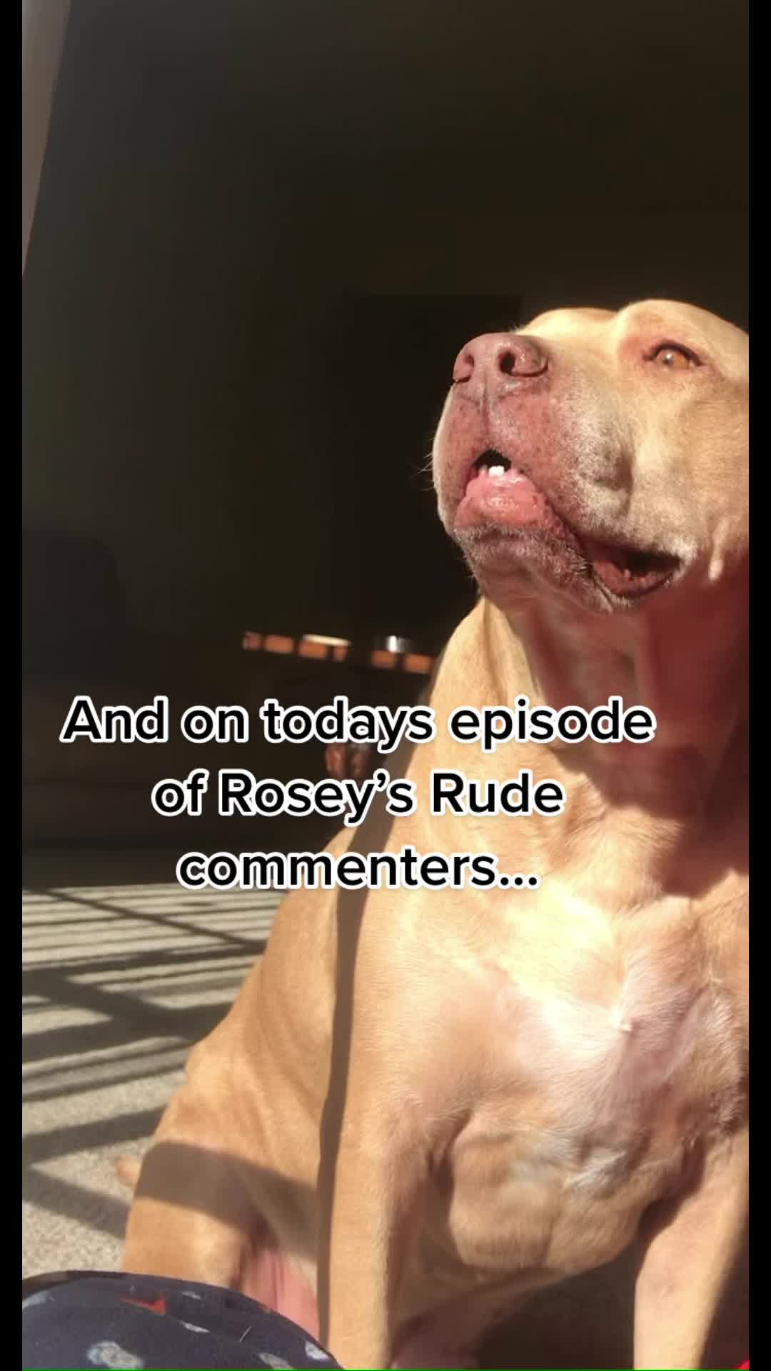 @Rosey’s Page☺️🐾