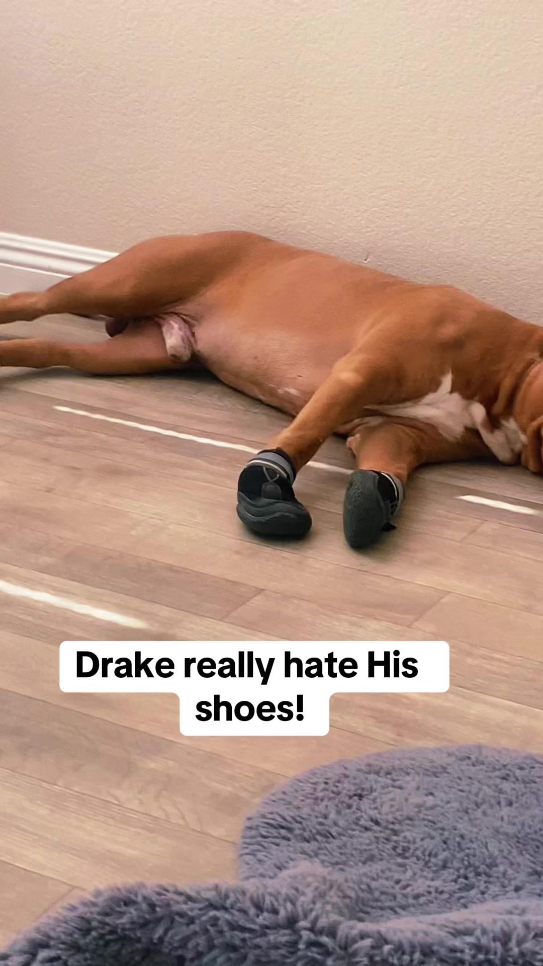 @Drake the Pitbull