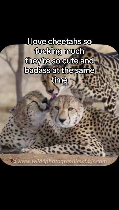 @Ai cheetah