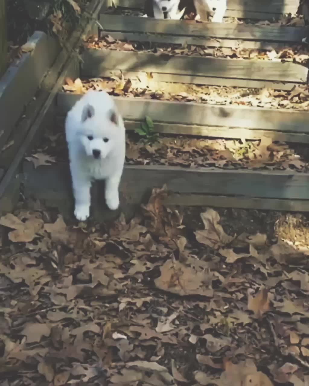 @husky.ranch
