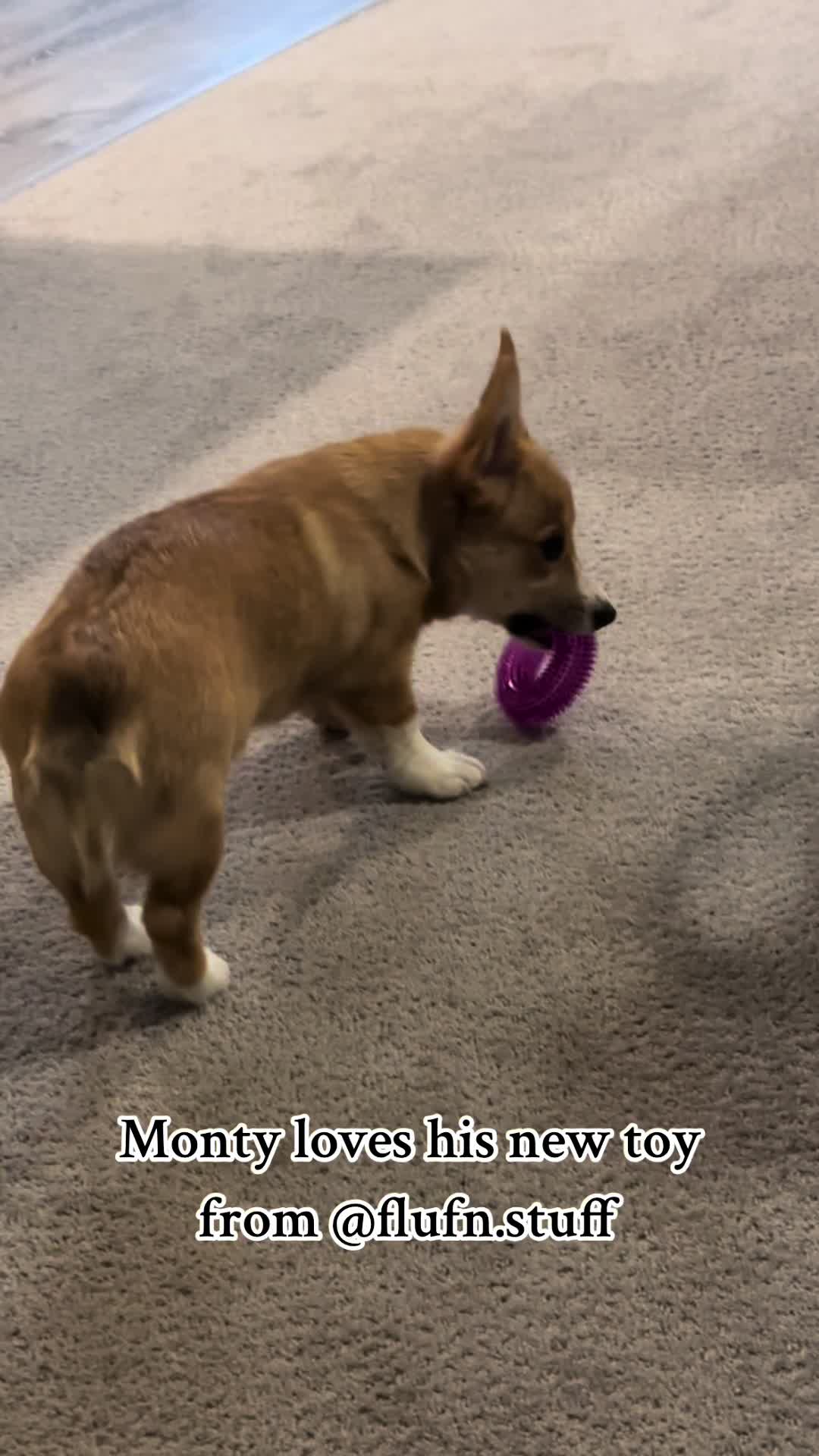 @CorgiMonty