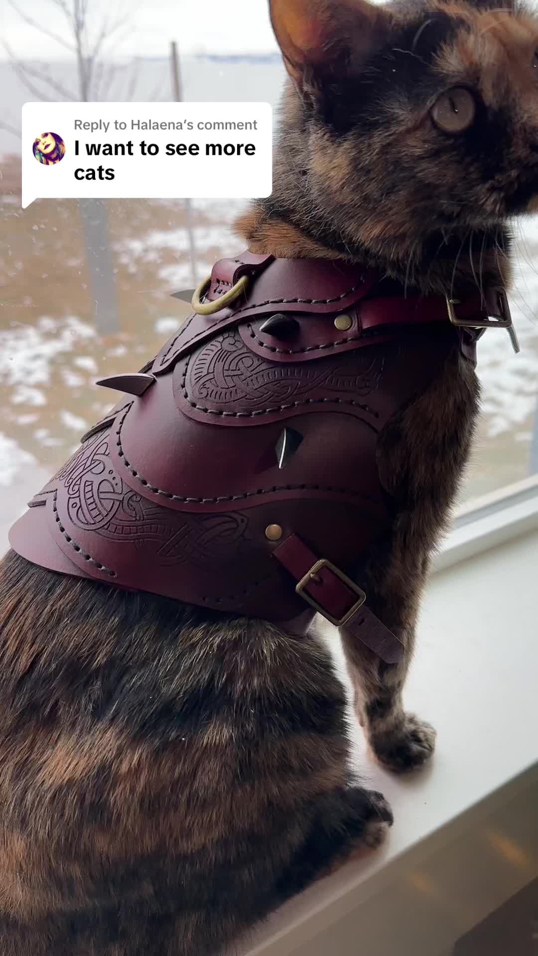 @Pet Armor | Arcane Armory