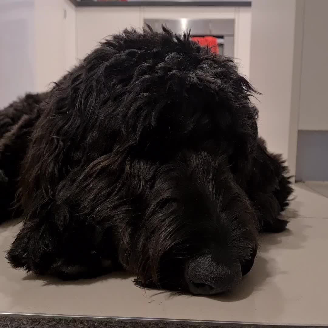 @MontyTheLabradoodle