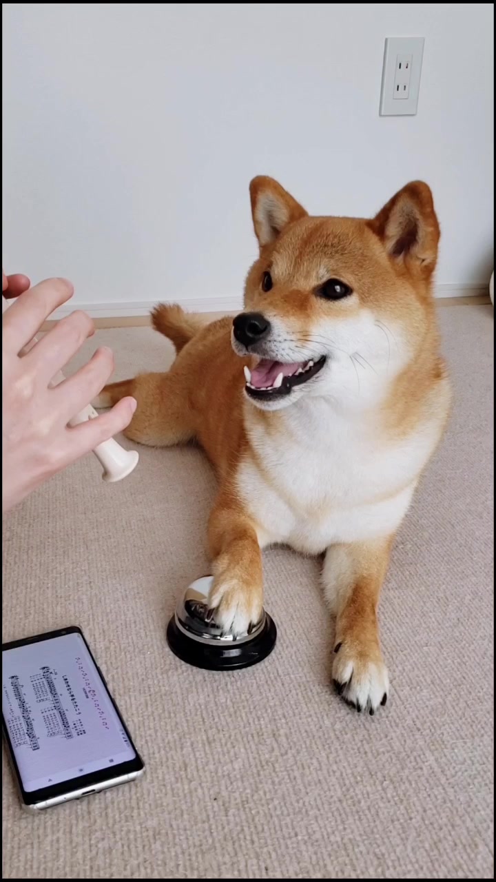 @柴犬コマリ