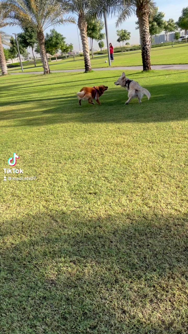 @Feel at HomePetCare