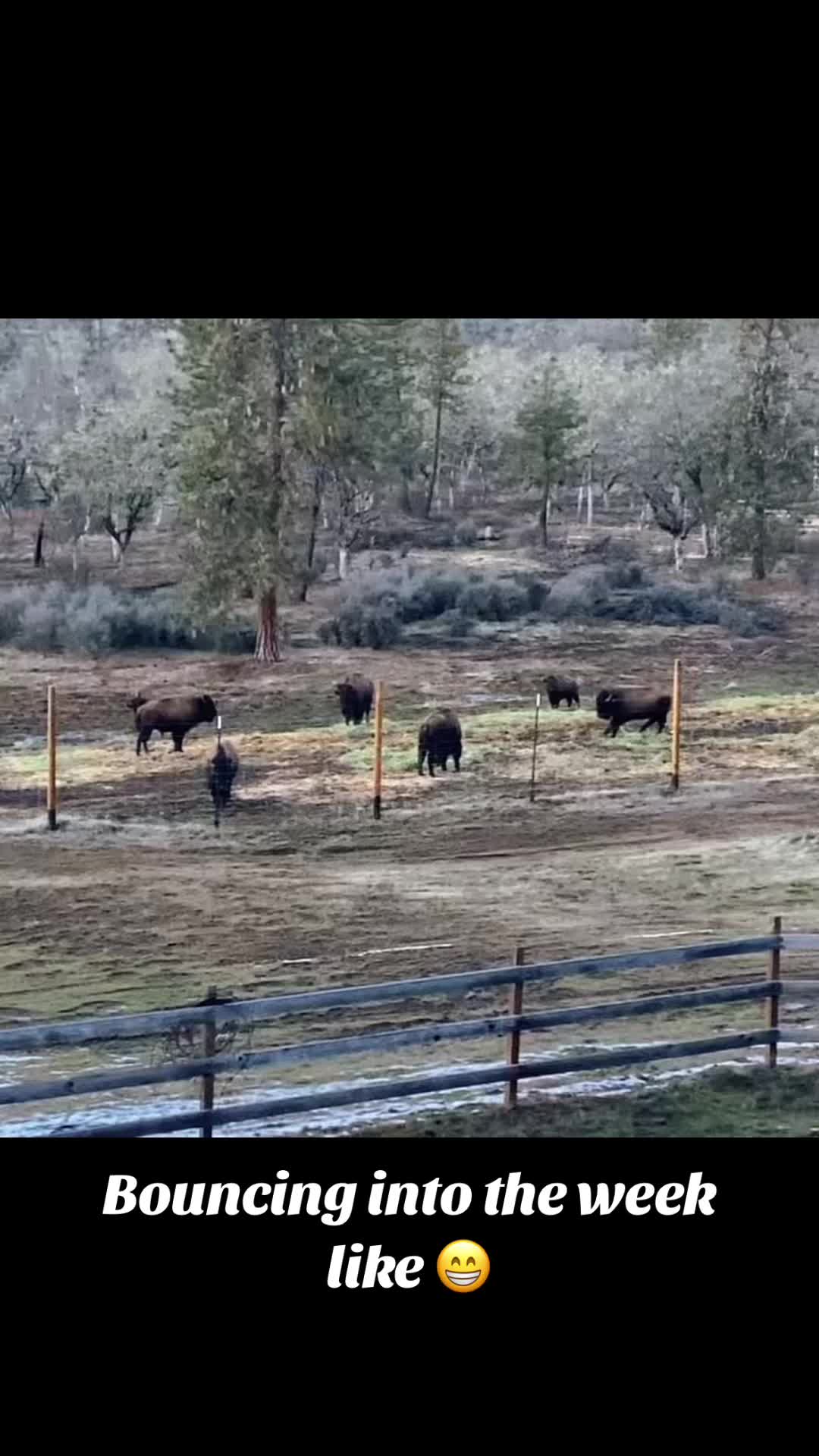 @Wild Oasis Bison Ranch