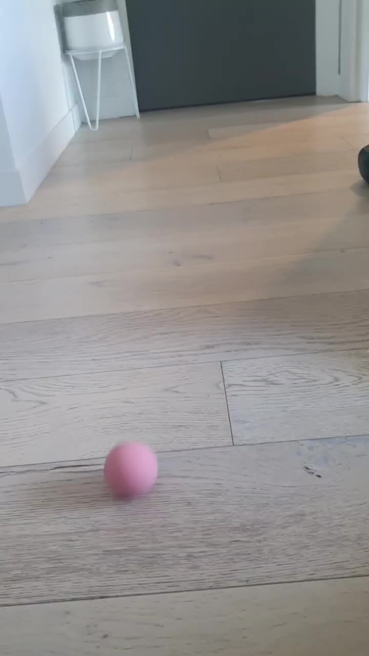 @Paco.the.Chihuahua