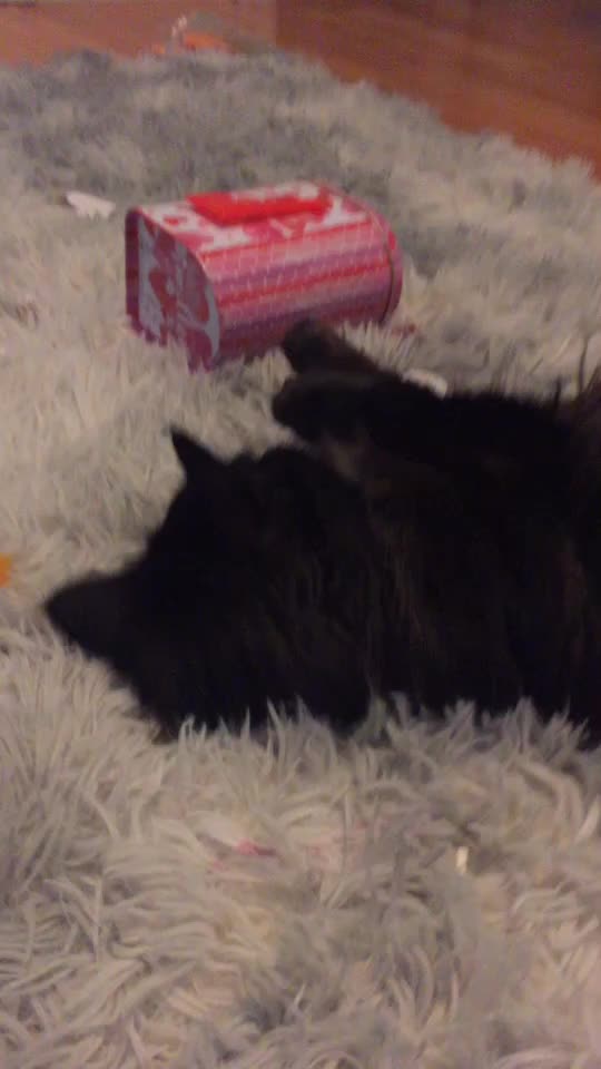 @krurah cat