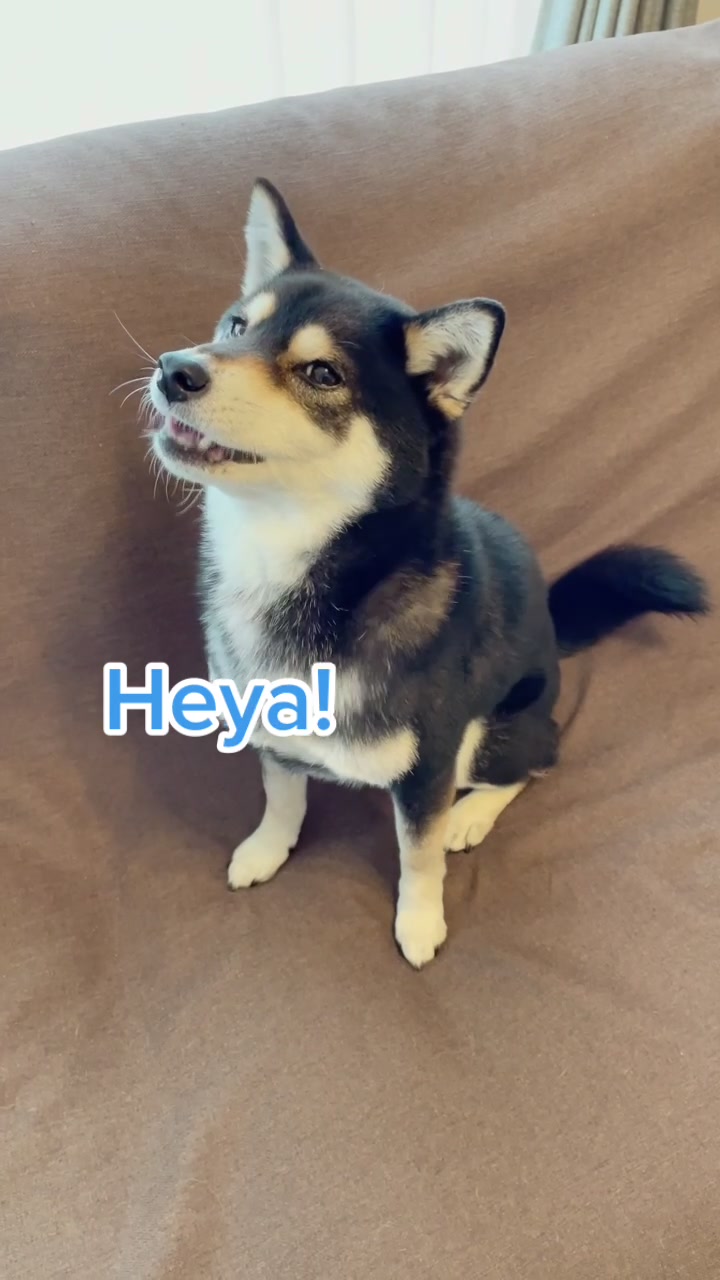 @☀️黒柴犬ひめ☀️