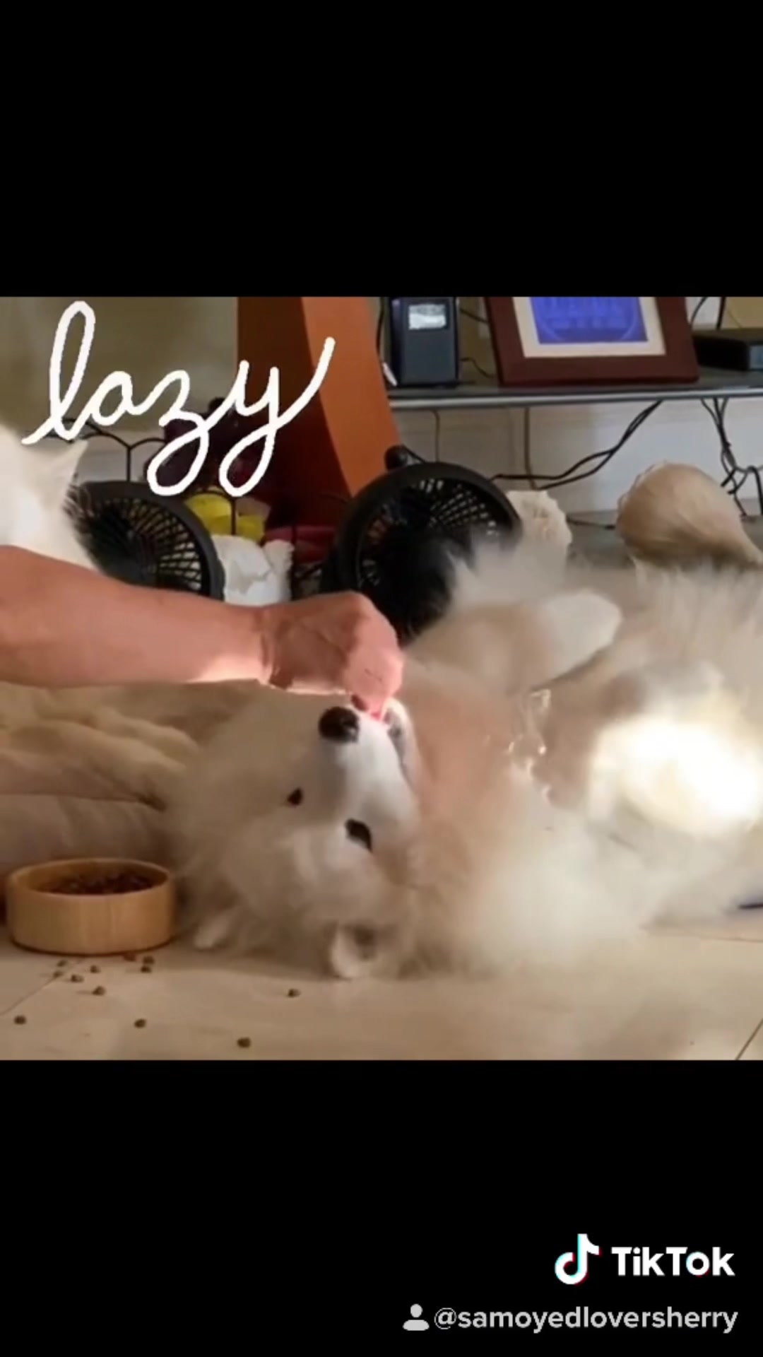 @🐾SamoyedMomSherry🐾