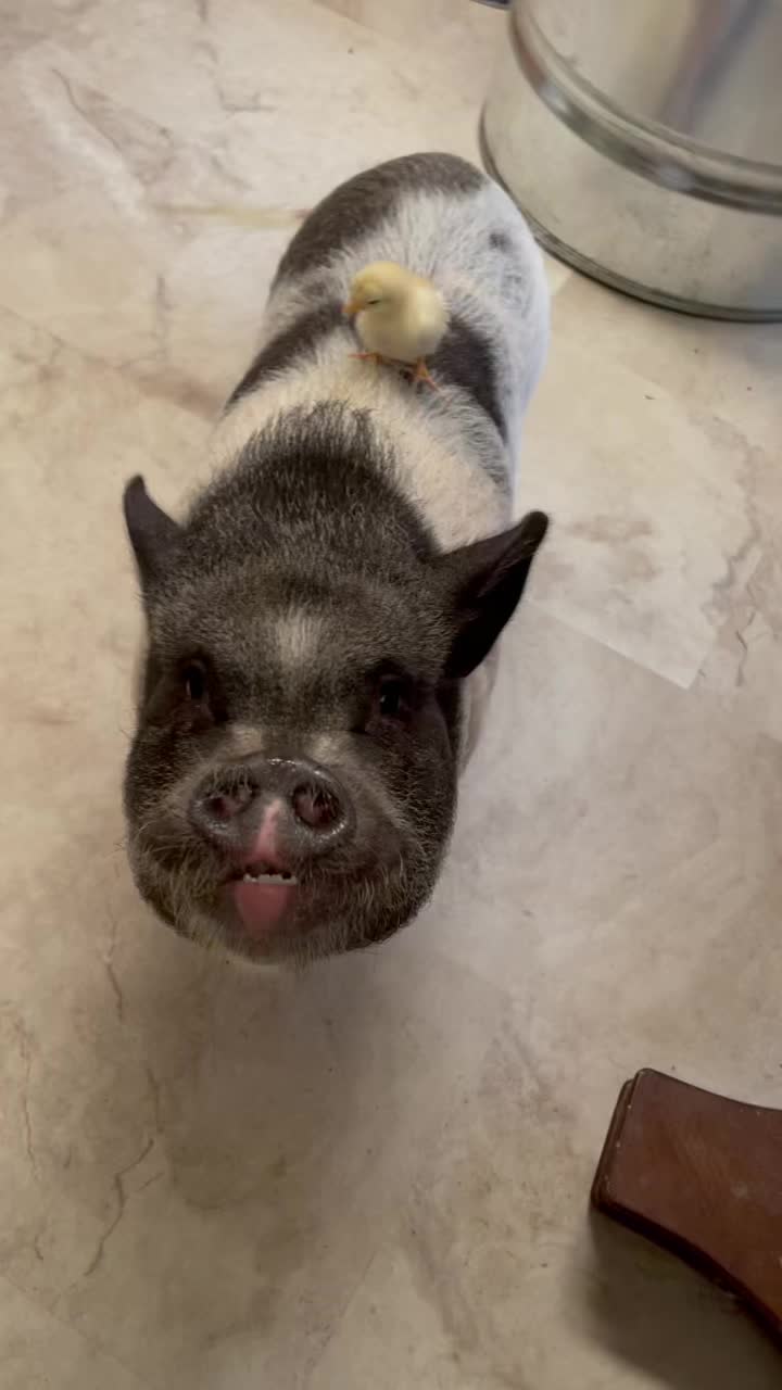 @Amy’s Acres Rescue/Sanctuary🐽
