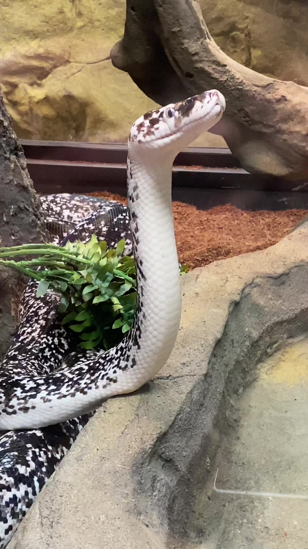 @The Reptarium