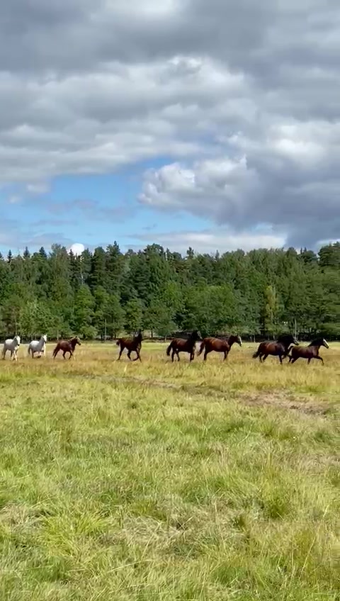 @Hus&ouml;