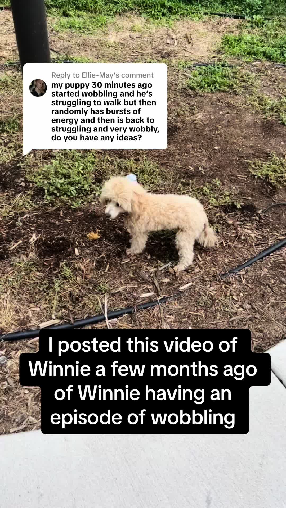 @Winnie the Poodle 🍯
