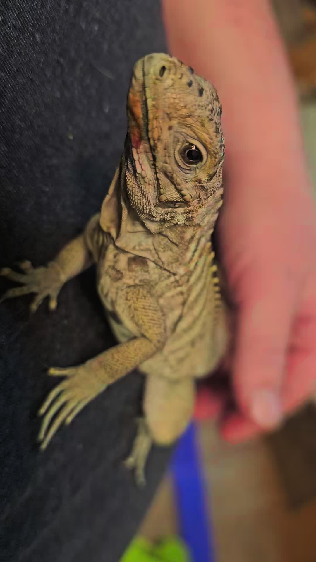 @mudcowpythons