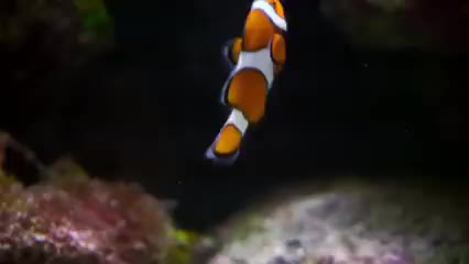 @, ,