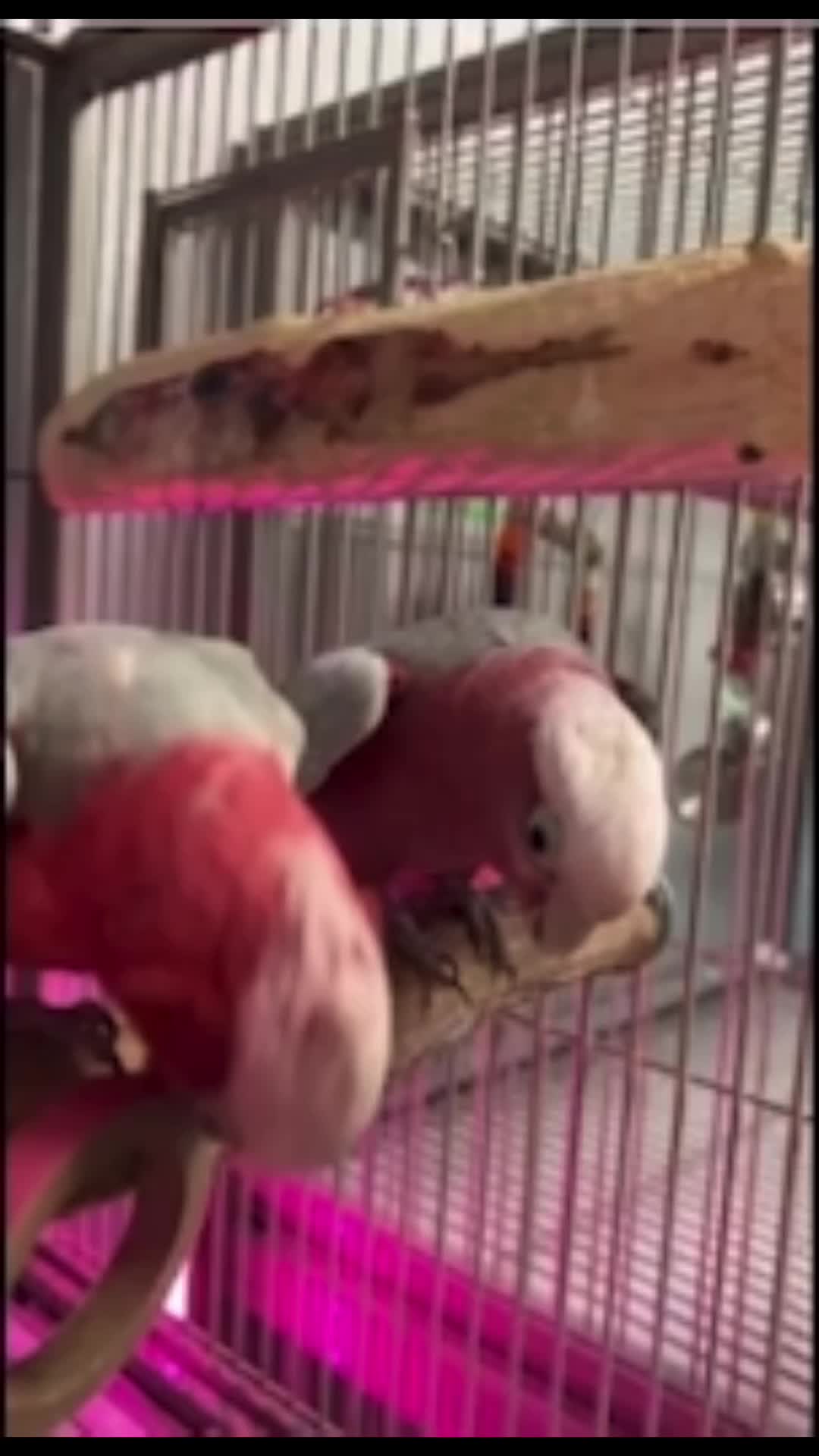 @pawsentials.store