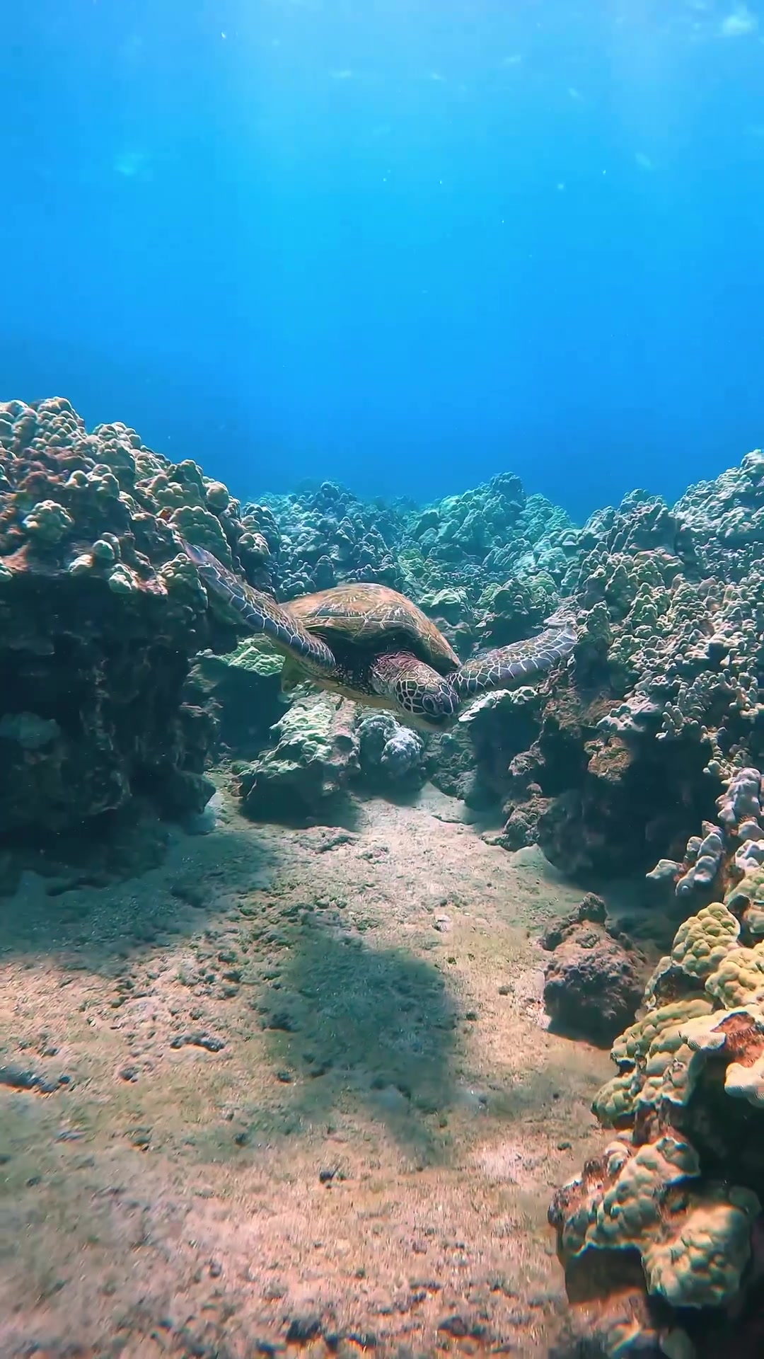 @Sky | Underwater Photographer