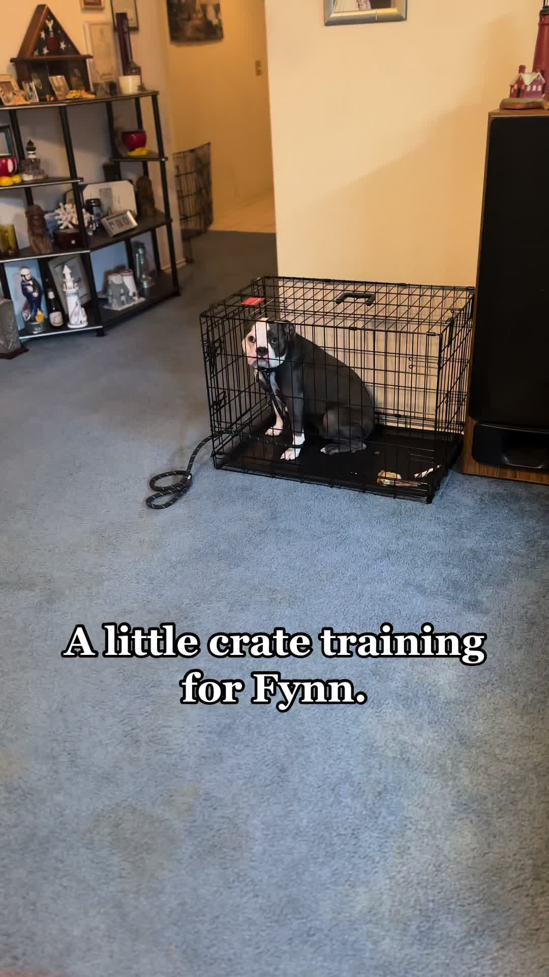 @CommCanine