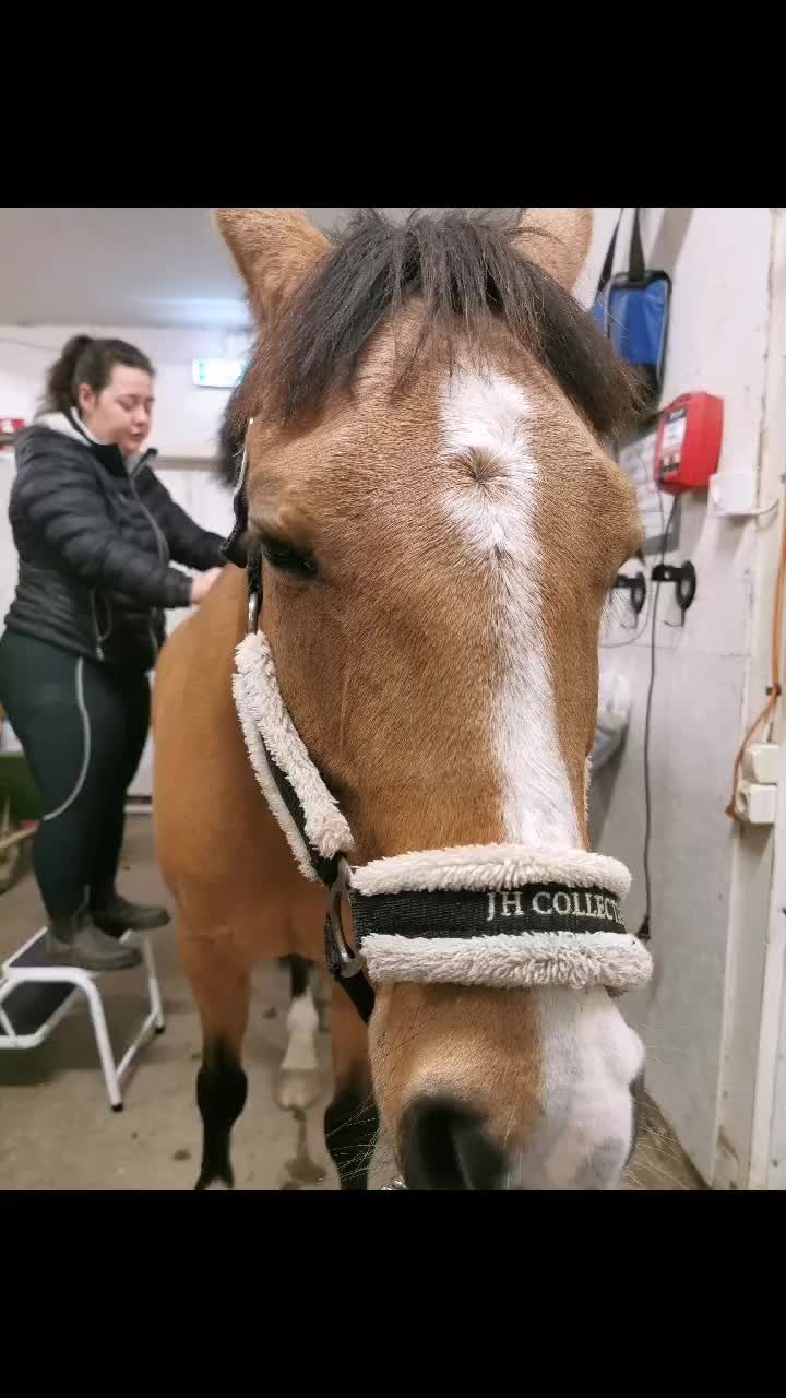 @Horses♡