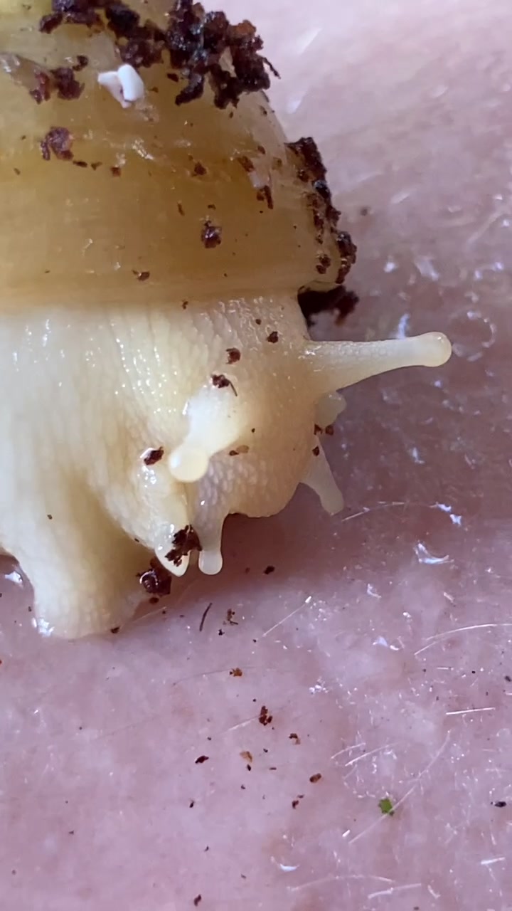 @Улитки ахатины🐌