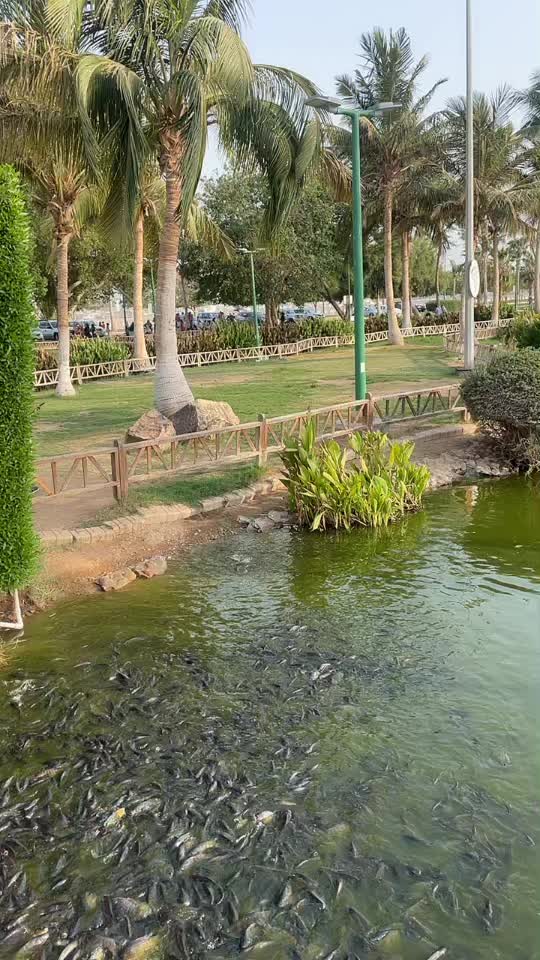 @najeeb