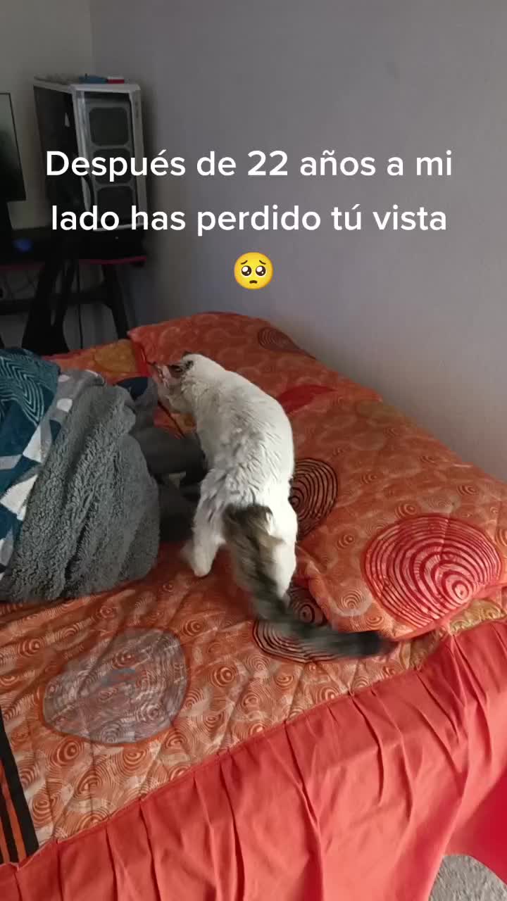 @MarmotaTorres