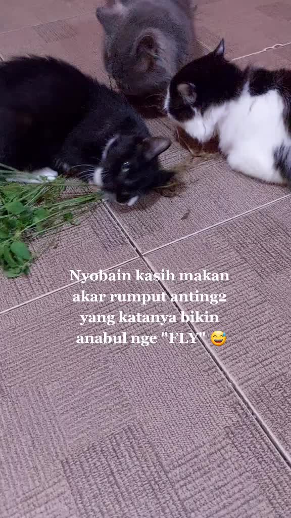 @🧚♀️Ressaaa23🐾