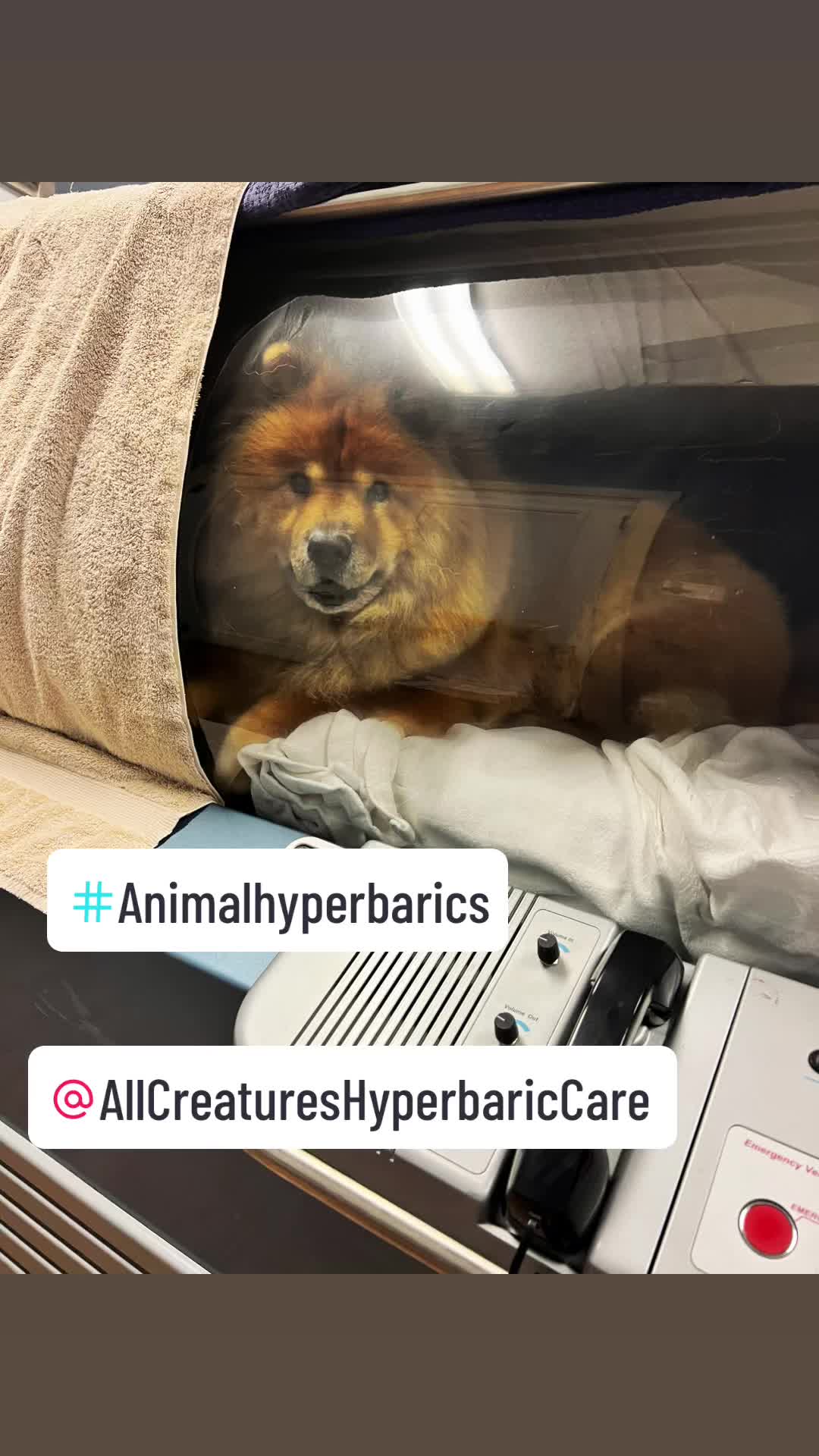 @#animalhyperbarics