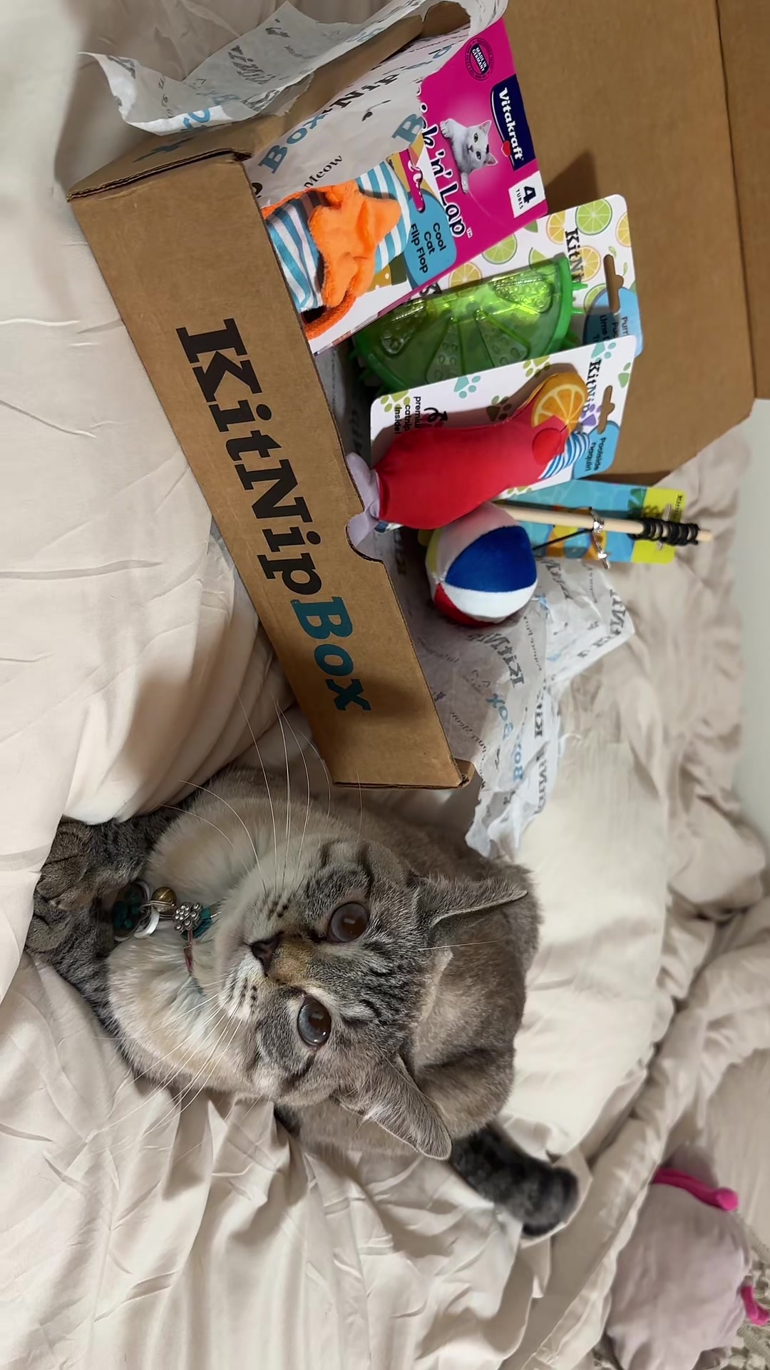 @willowthecollegecat