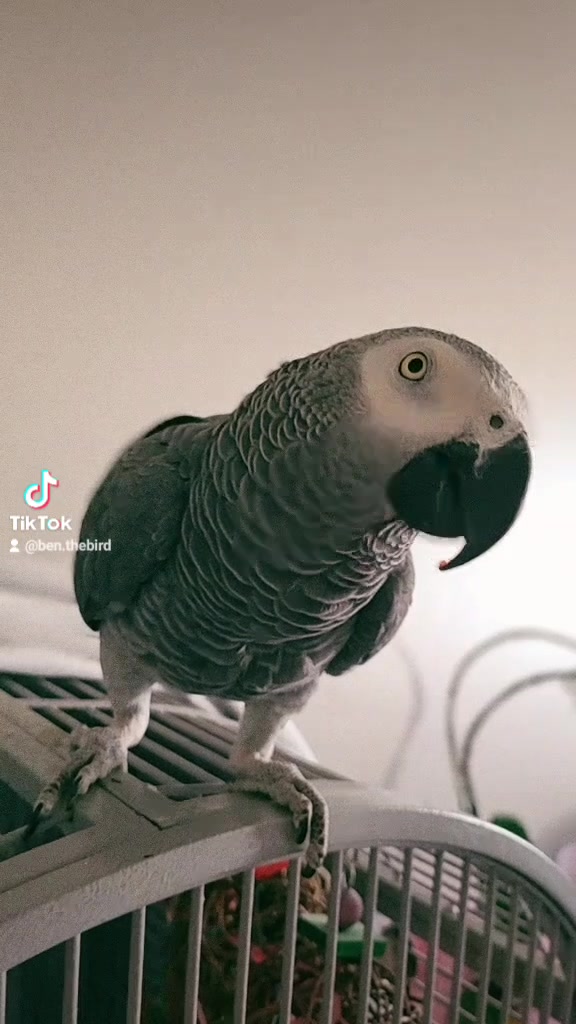 @Ben the bird