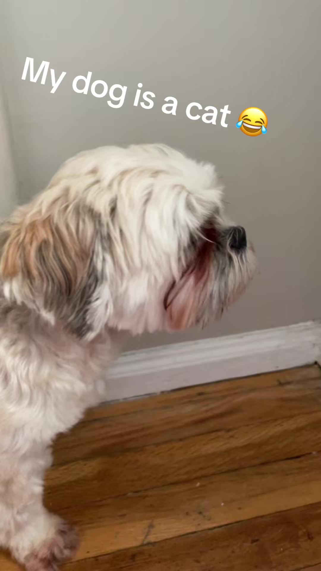 @Cutest K9