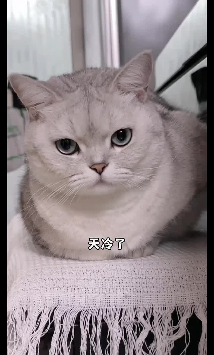 @CutePetEncyclopedia