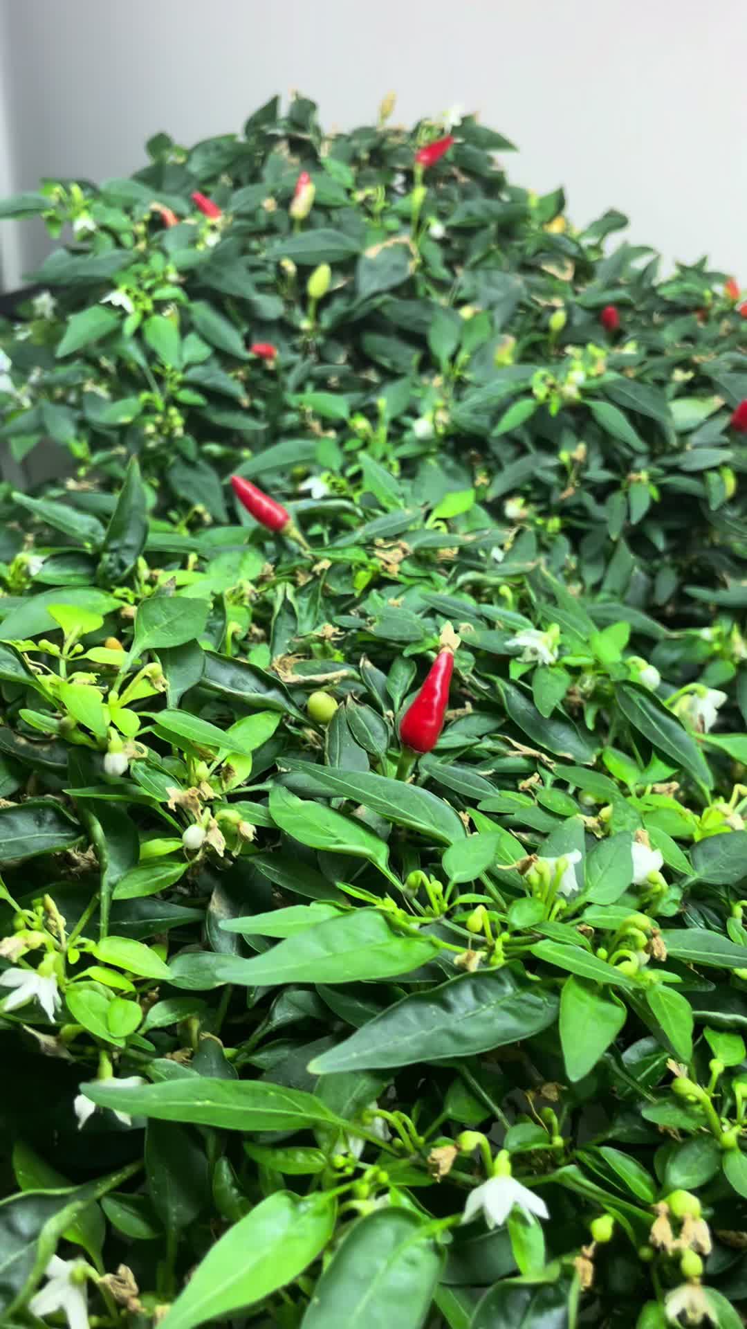 @Homegrowing