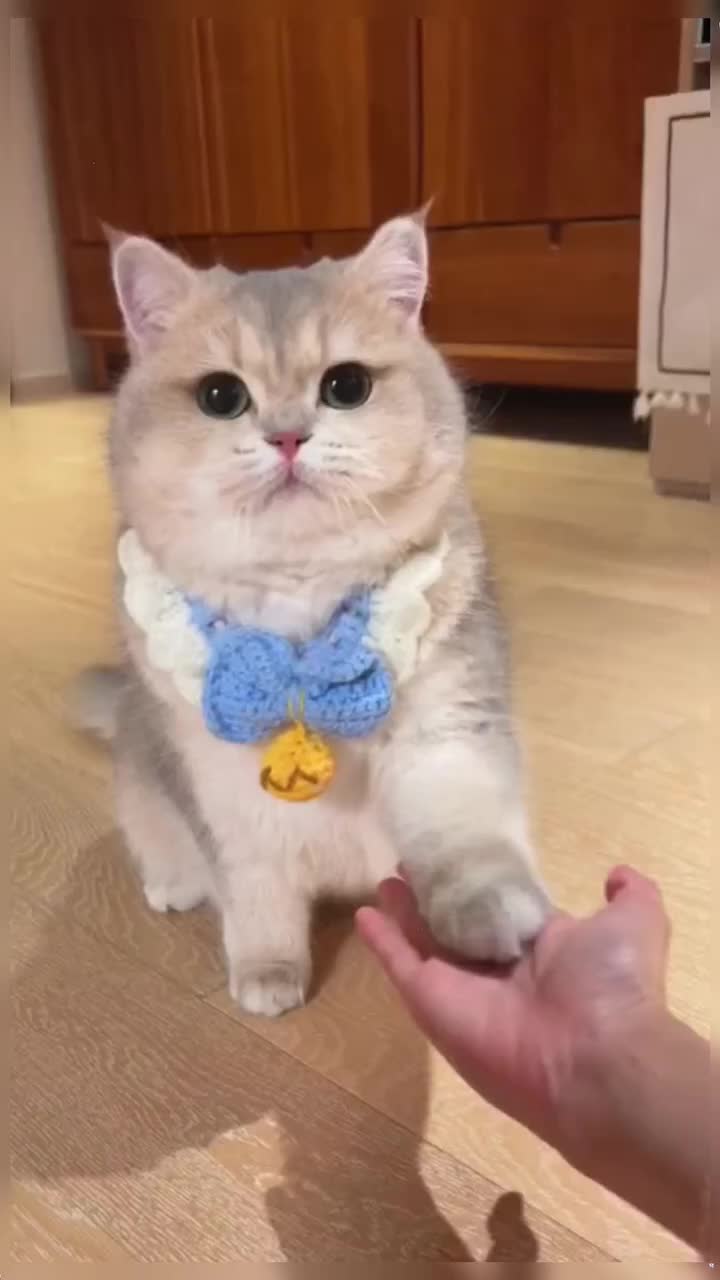 @healing pet