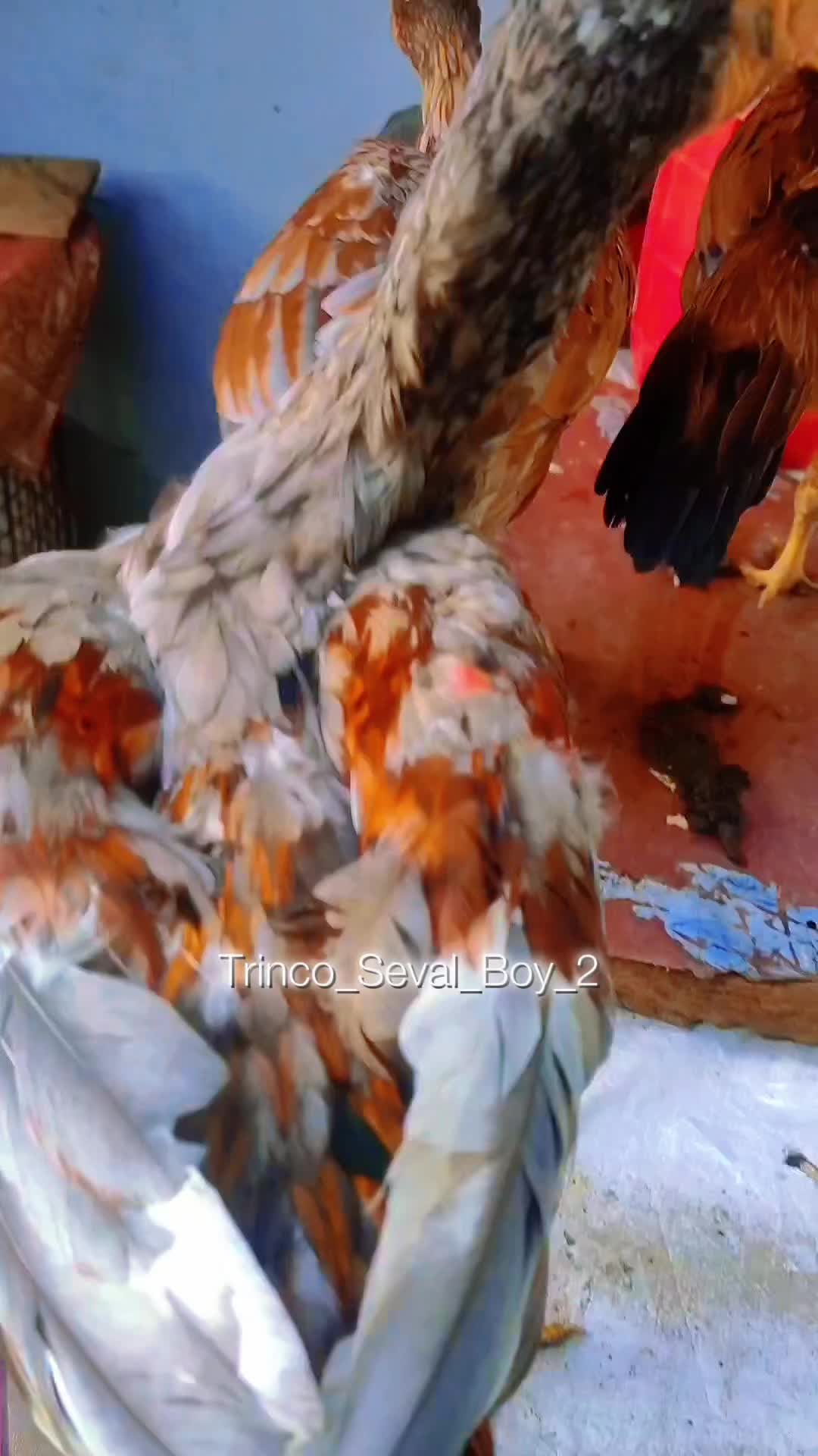 @Trinco_Seval_Boy_2