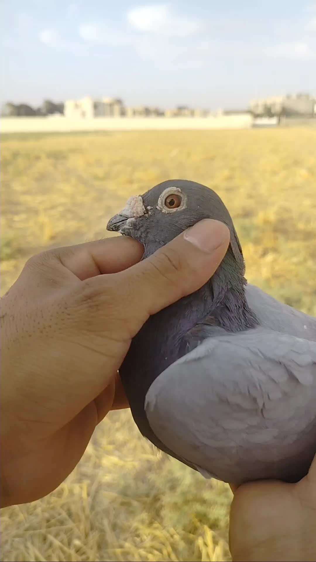 @ملك الزاجل
