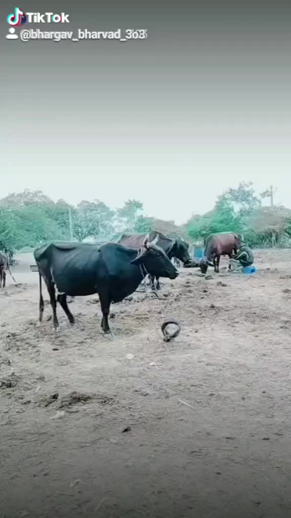 @💖_ઘાયલ_💞ગોવાળીયો🥰