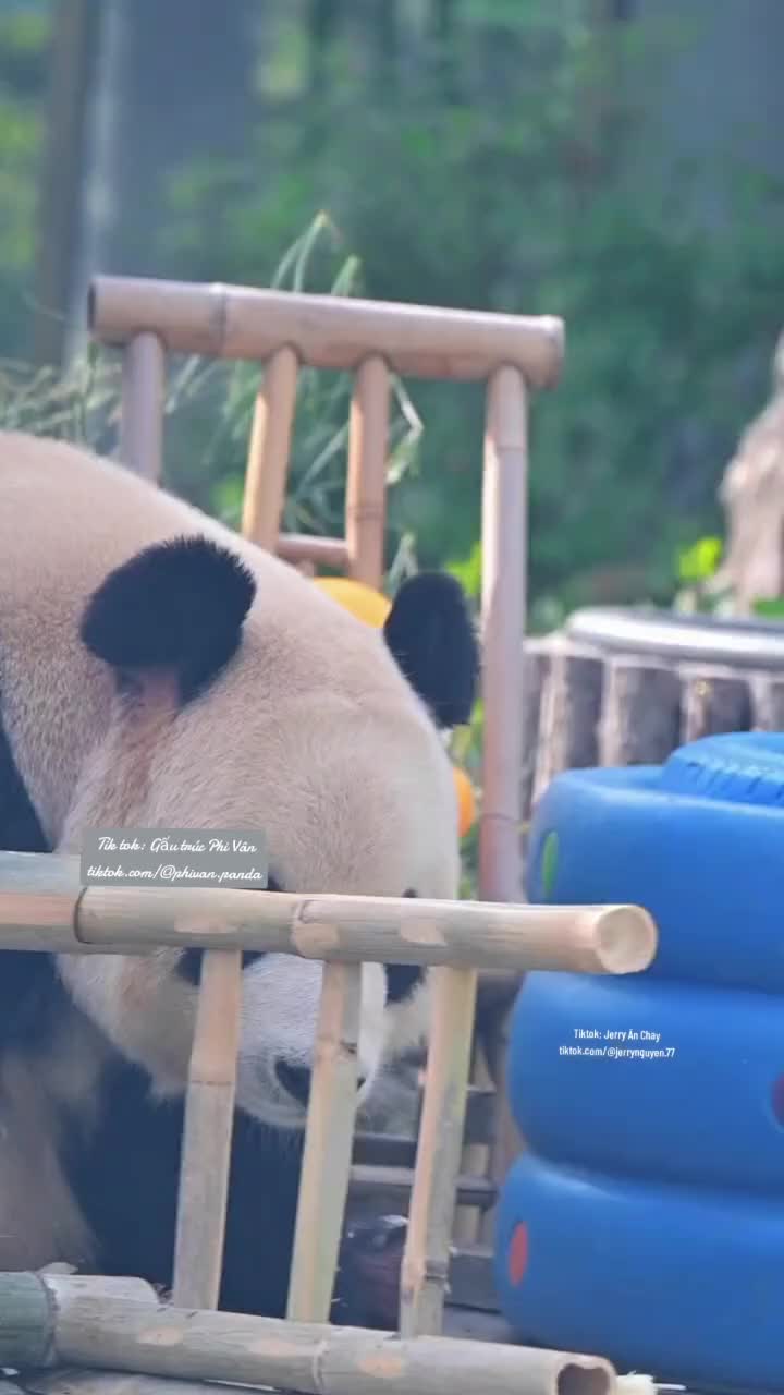 @Gấu tr&uacute;c Phi V&acirc;n