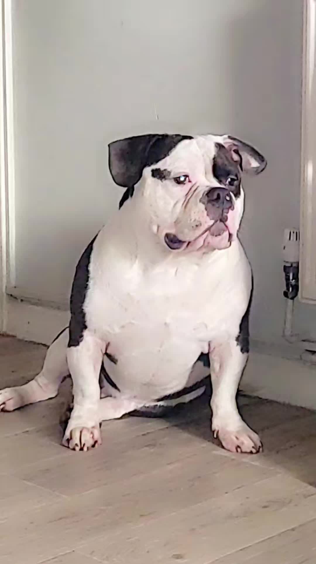 @🐾BULLY💗MOM🐾