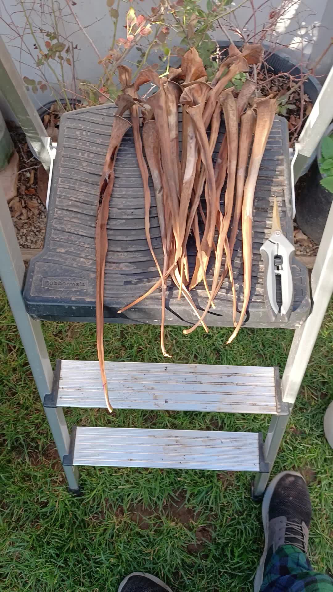 @Logs Plants