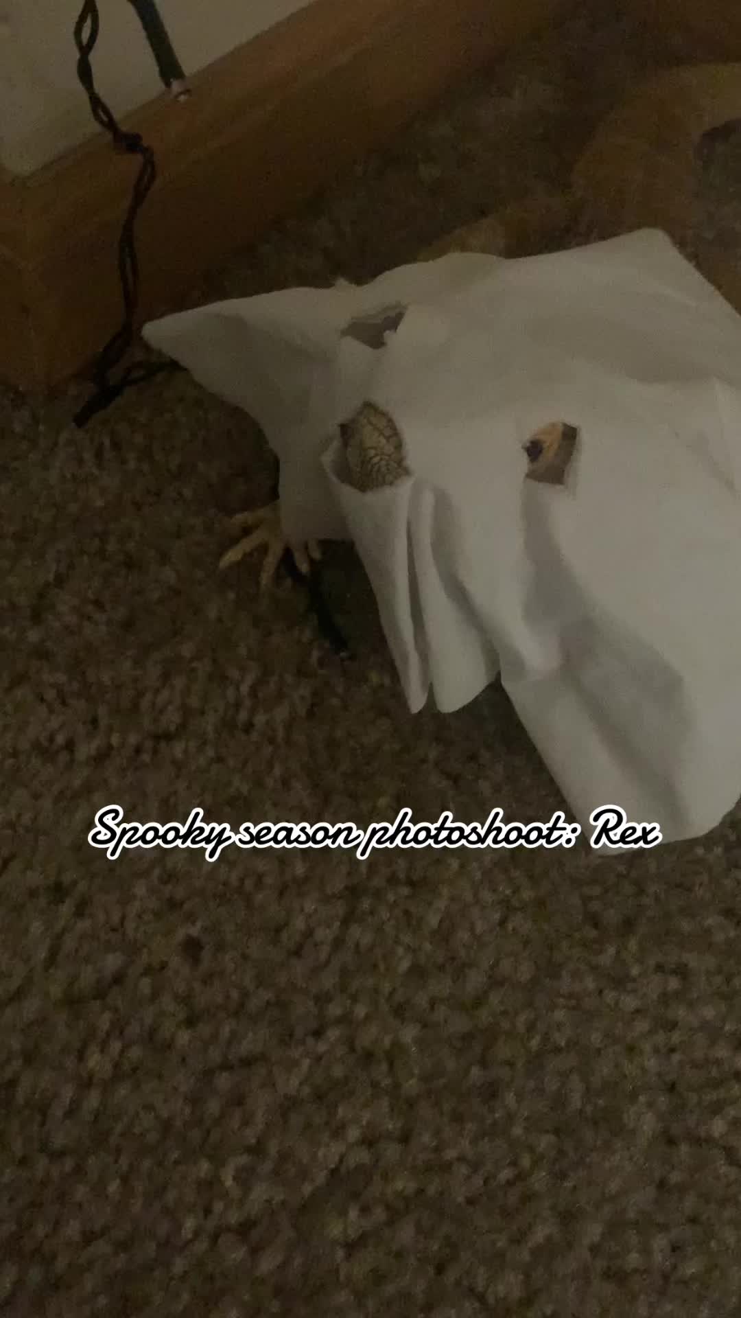 @olive_00