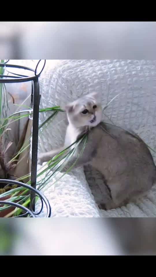 @Simba cat