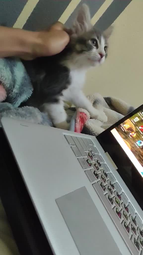 @Lola cat