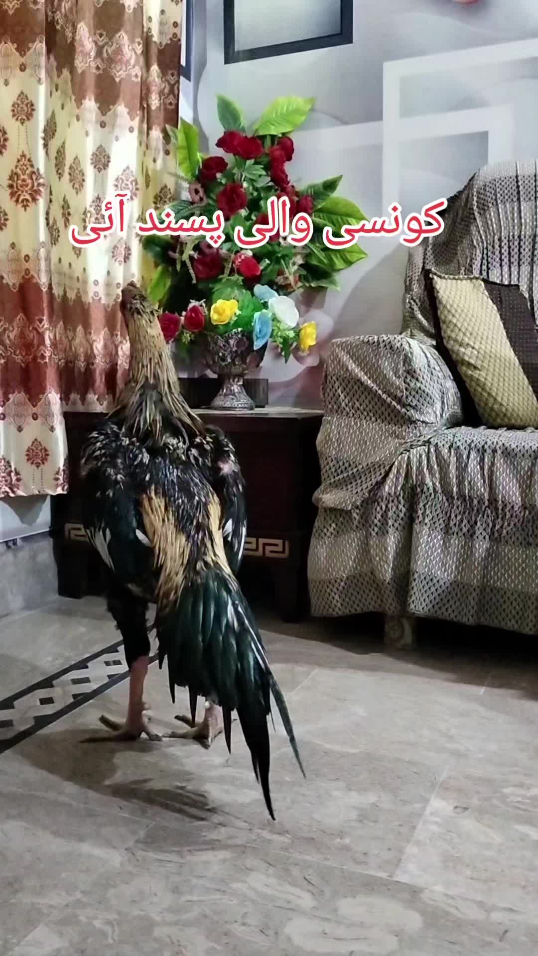 @Aseel & Asian Warrior's