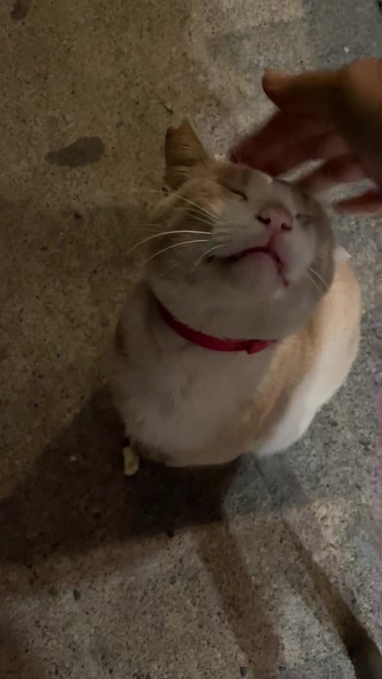 @CuteCat